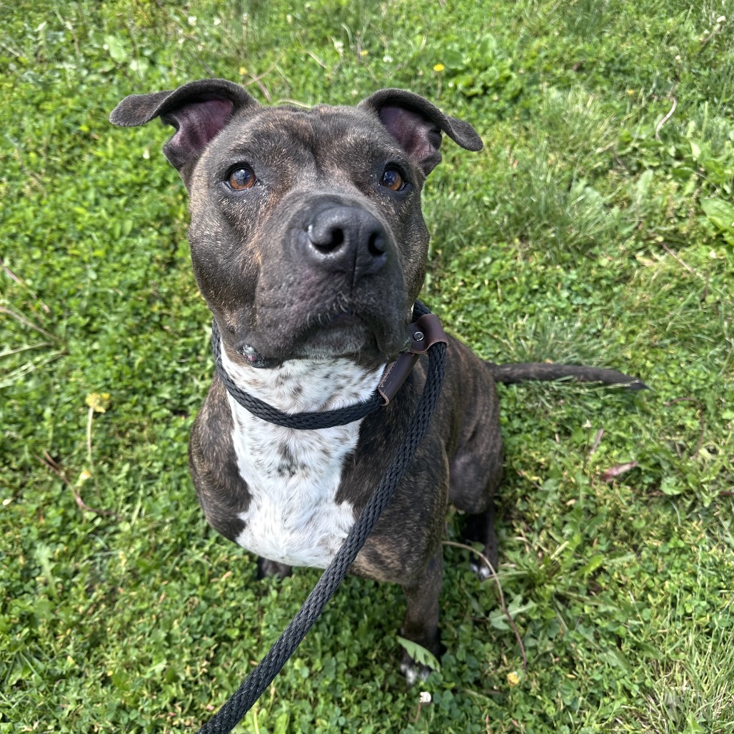 Rex