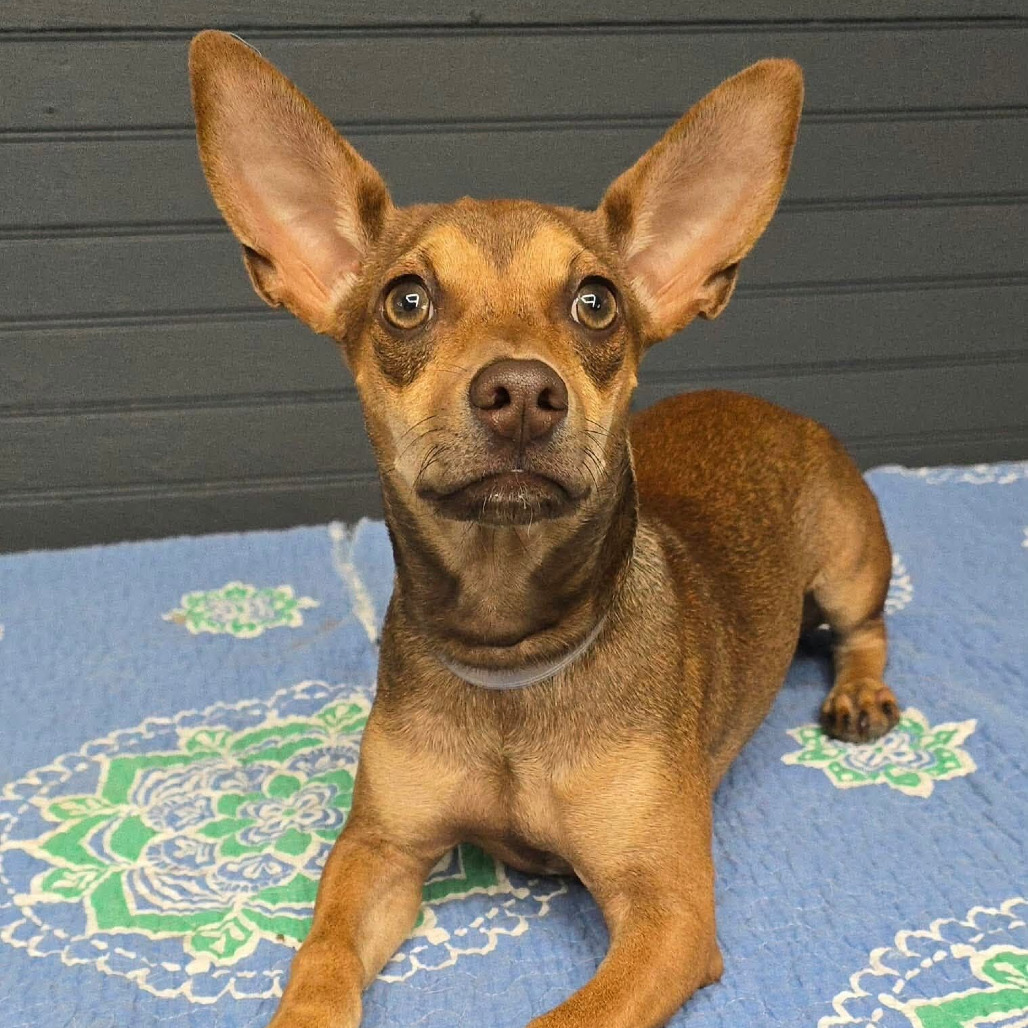 FOSTER NEEDED - Comet