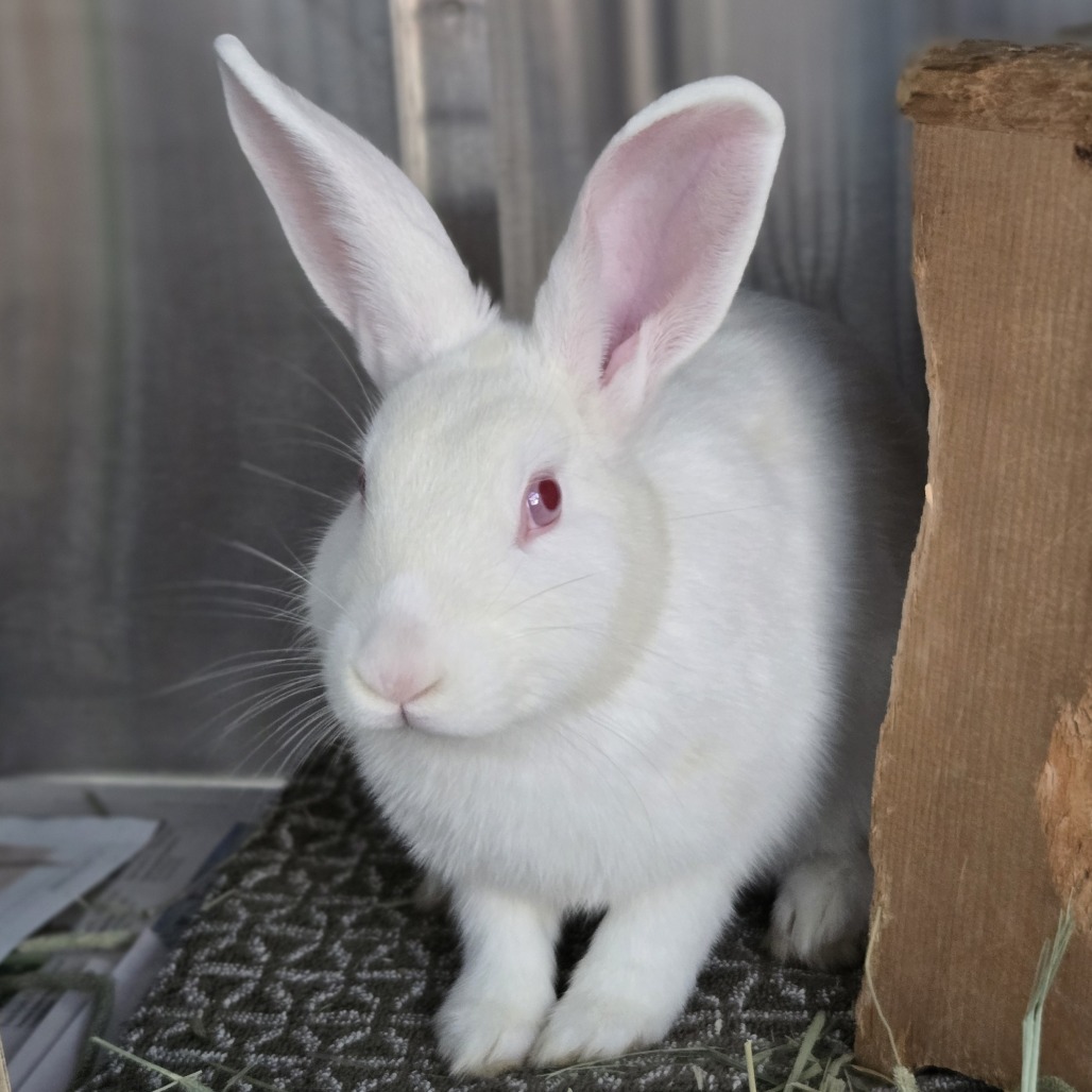 Photo of Penny 4