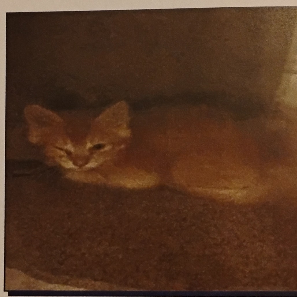 MISTER - Domestic Shorthair available for adoption