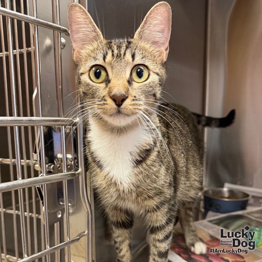 ROSEANNE - Domestic Shorthair available for adoption