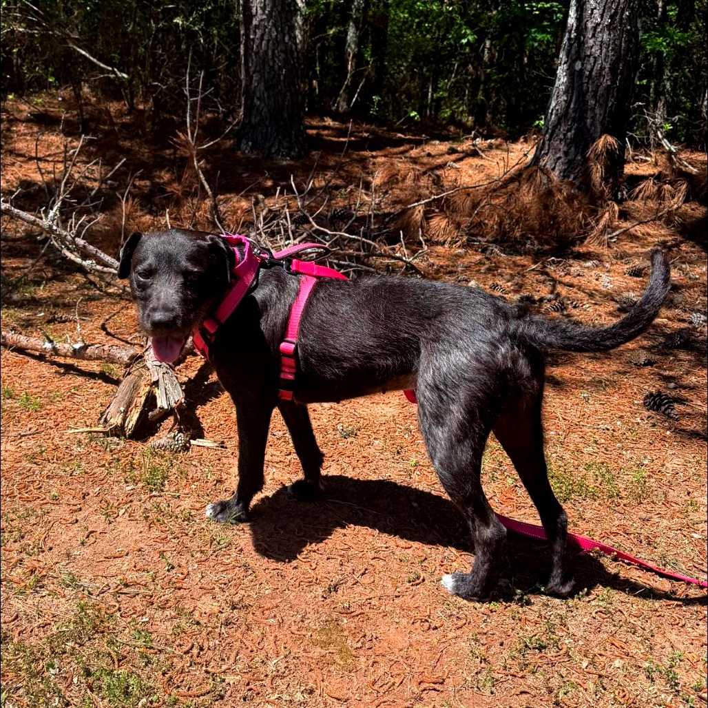 Licorice 01-0102, photo 7