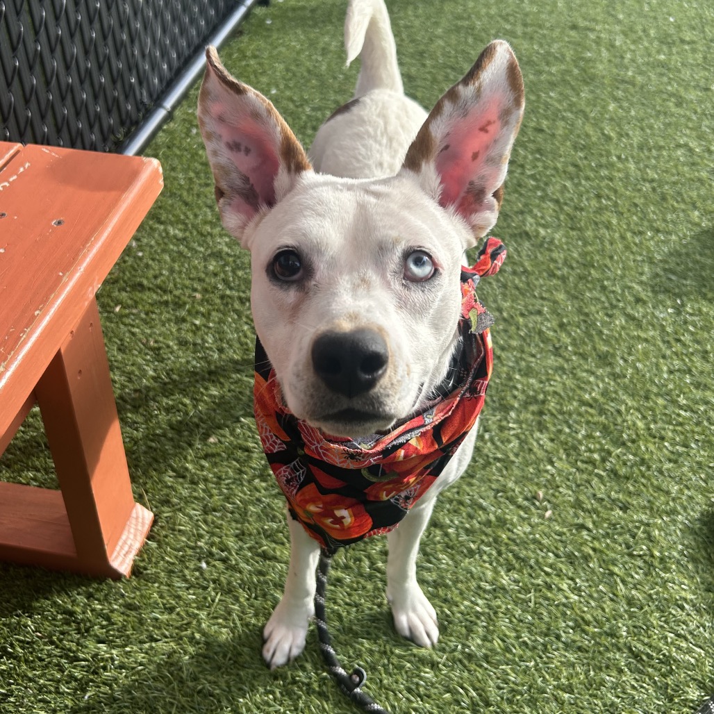 CHARLOTTE - Mixed Breed (Medium) available for adoption