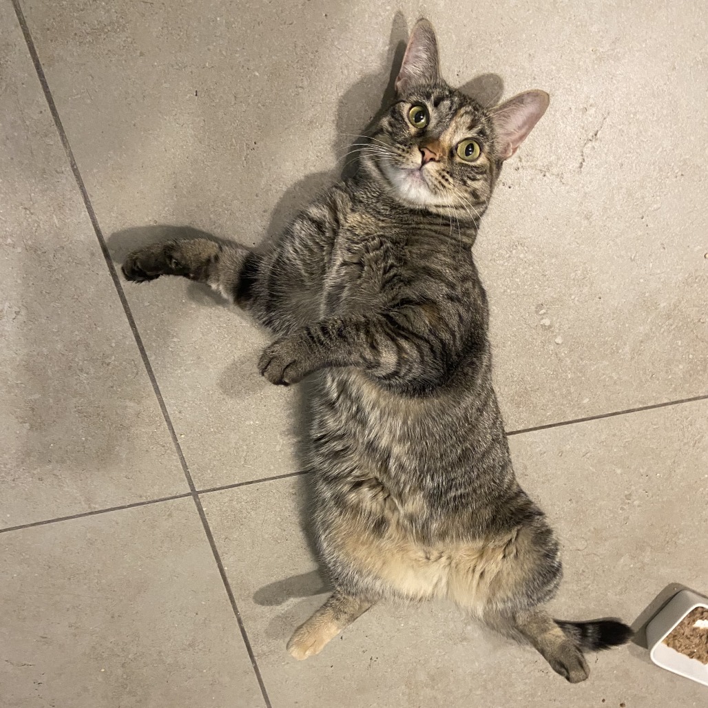 NALA - Domestic Shorthair for adoption in Henderson