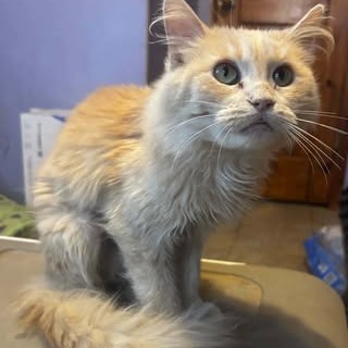 KARM - Domestic Longhair available for adoption