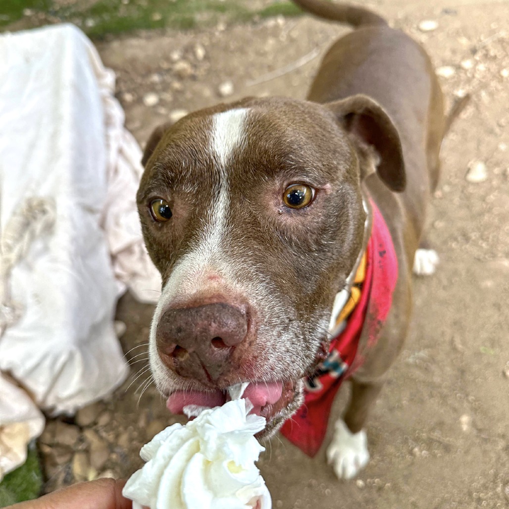 Taco, additional photo