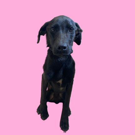 Perdita