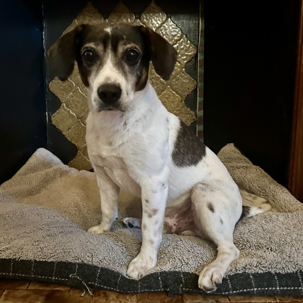 Bandit, photo 5