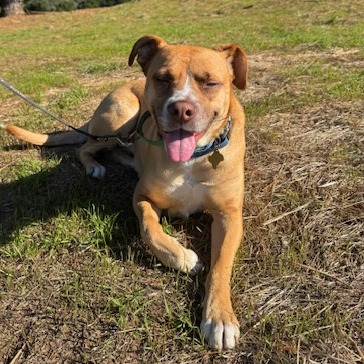 KASHA, photo 34