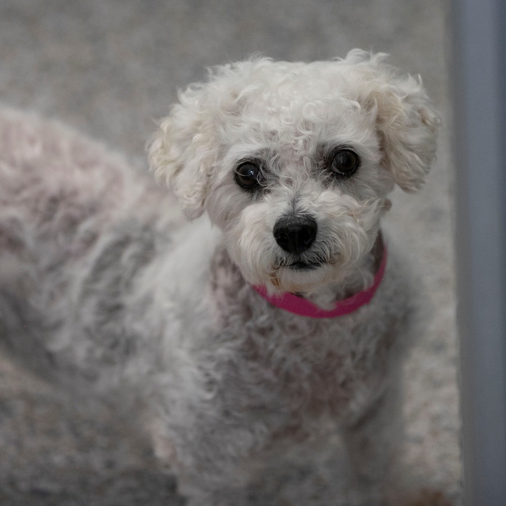 Tracey (AP26-67), photo 8