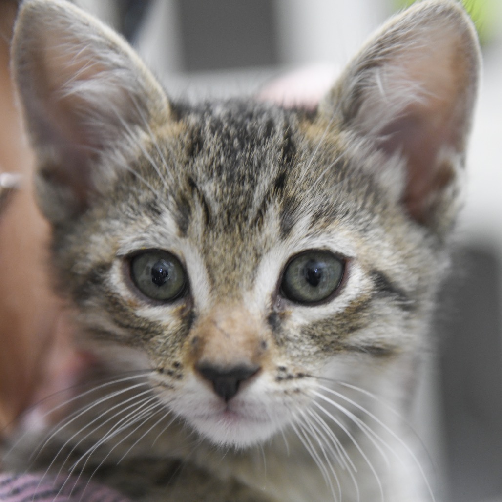 Voyage - Domestic Shorthair