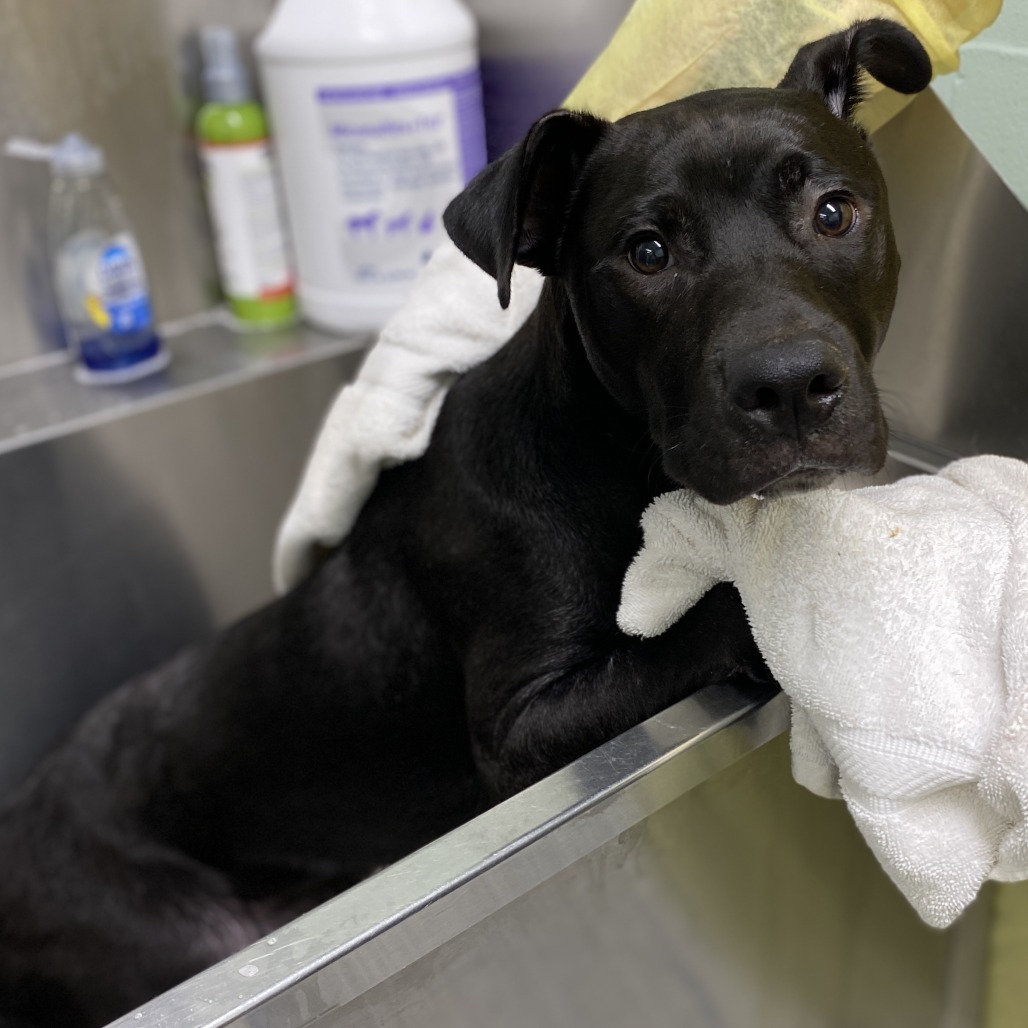 BUBBLE BATH - Terrier, American Staffordshire / Boxer available for adoption