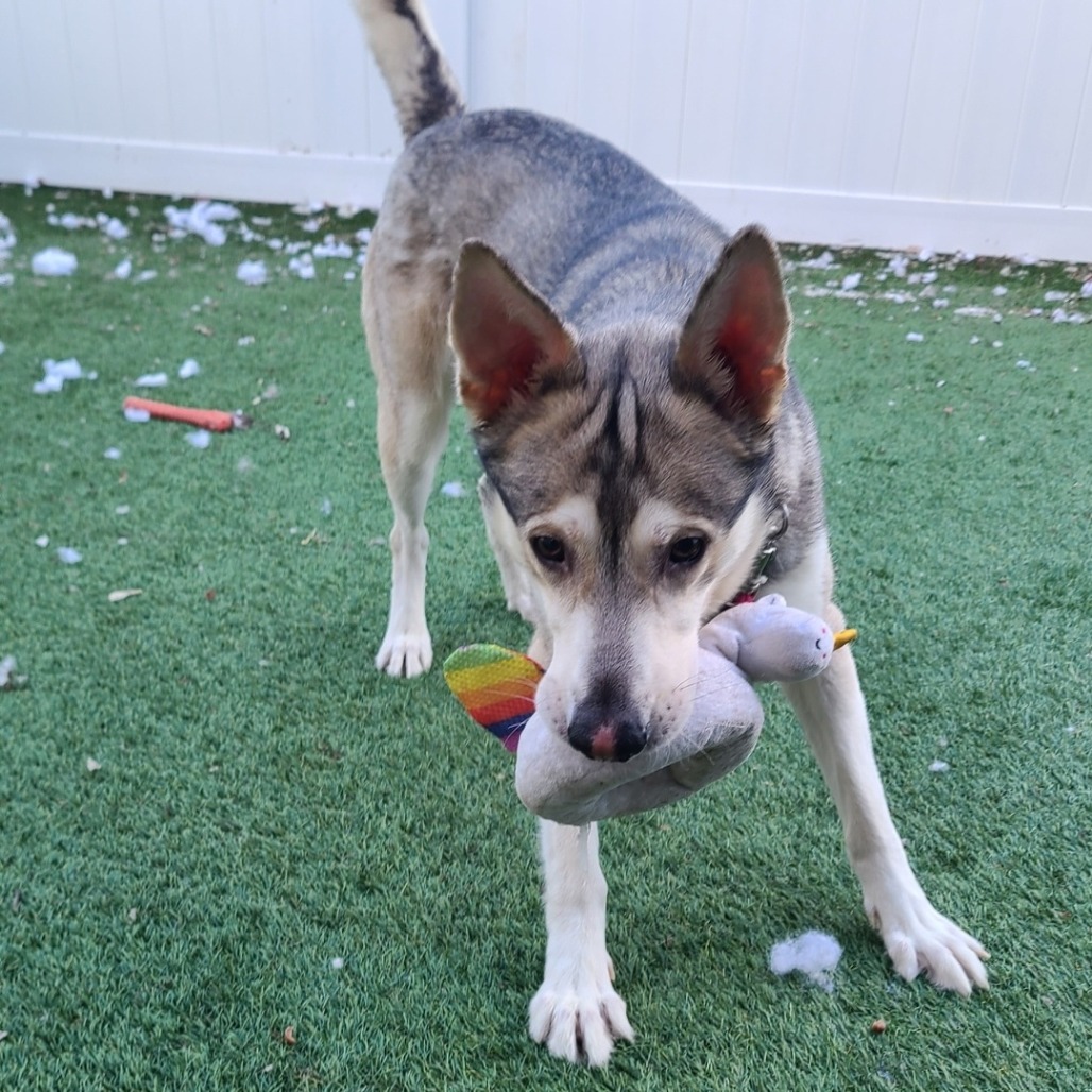 Falco — thumbnail 4