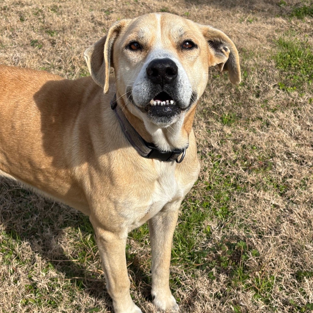 BEIGE - Mixed Breed (Medium) / Mixed Breed (Medium) for adoption in League City