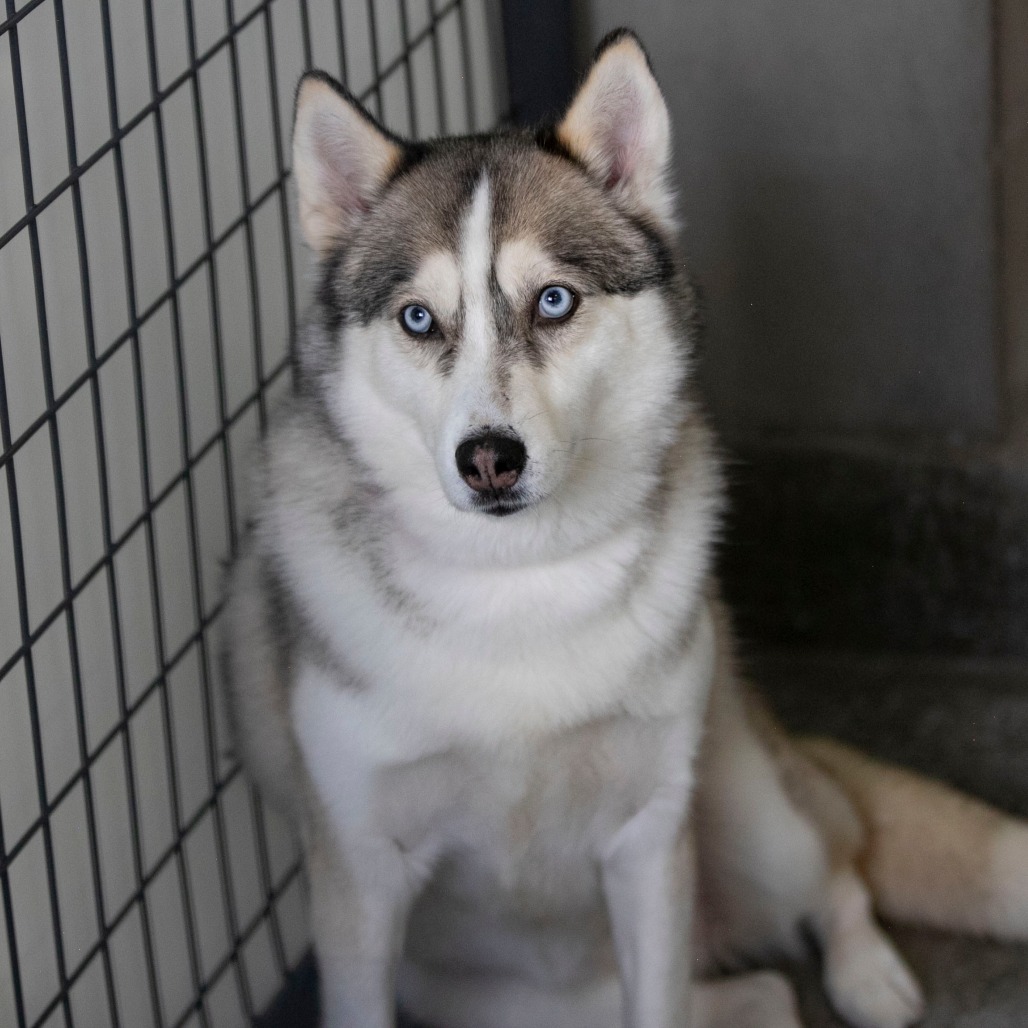 DAISY JANE (MR26-325) - Husky / Husky for adoption in Colorado Springs