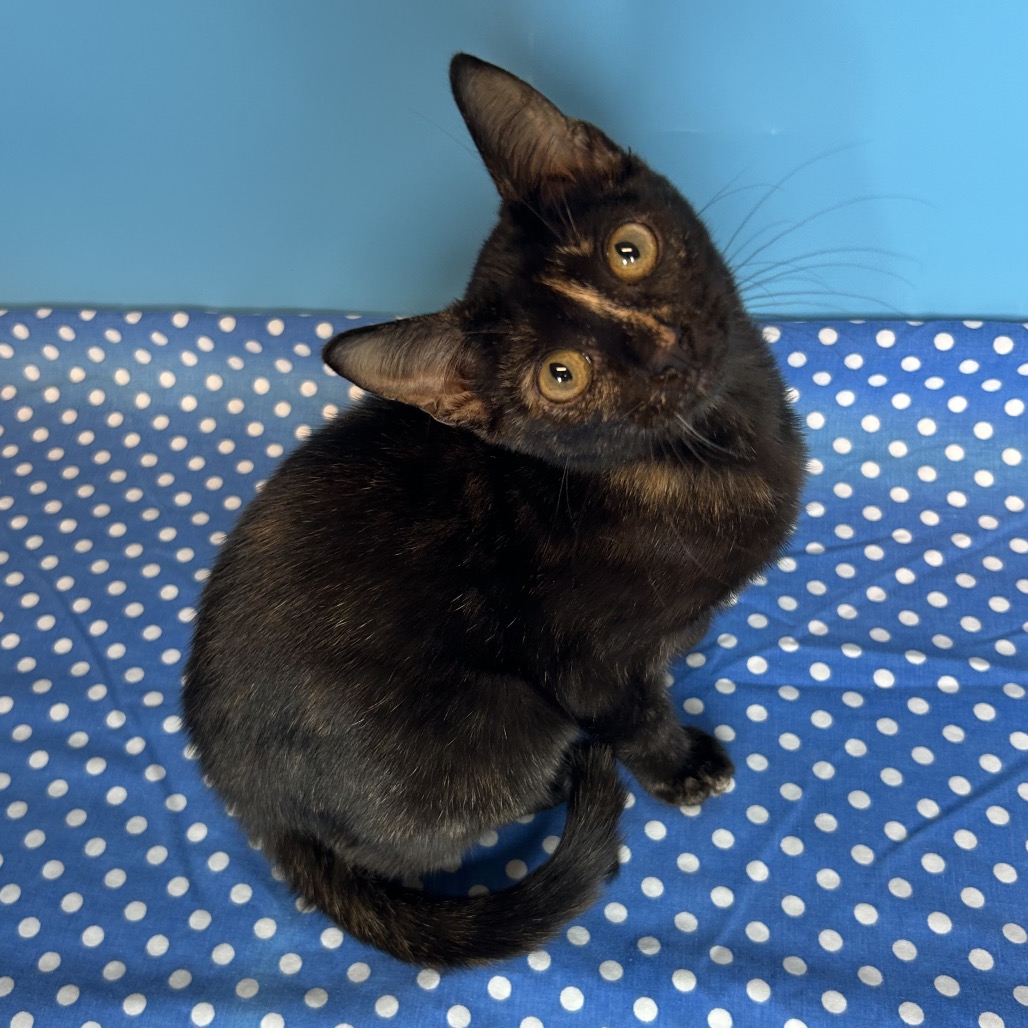 SELENA - Domestic Shorthair available for adoption