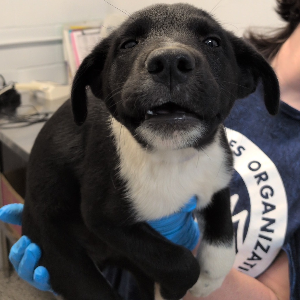 APPLE COBBLER - Retriever, Labrador / Collie available for adoption