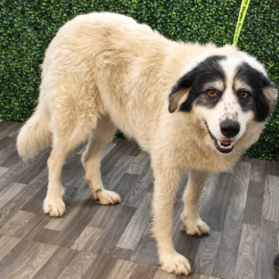 Tabitha, an adoptable Pyrenees, Great/Mixed Breed (Large)