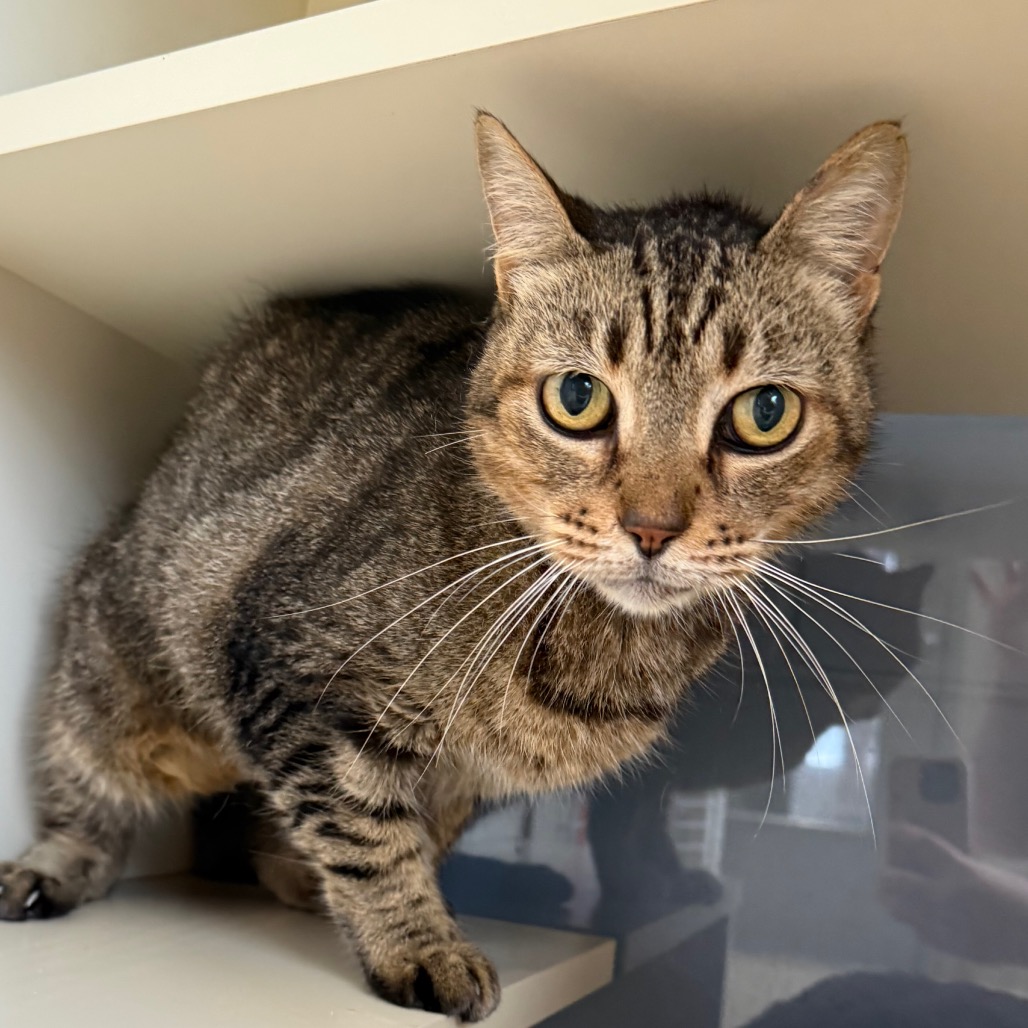 BLUE JEANS - Domestic Shorthair available for adoption
