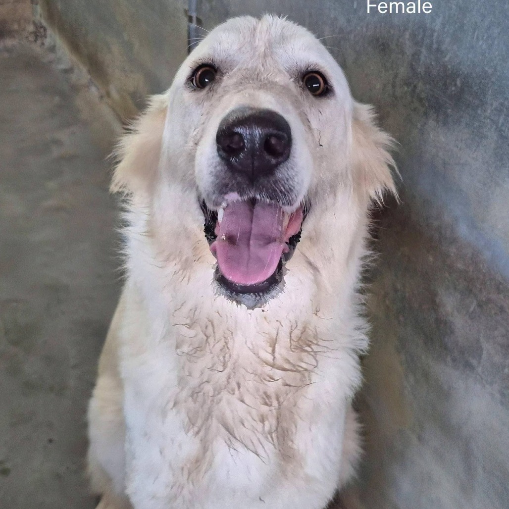 Photo of Yeti Gurl, available for adoption at PVAS