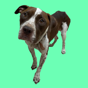 Tusc Stray 81626