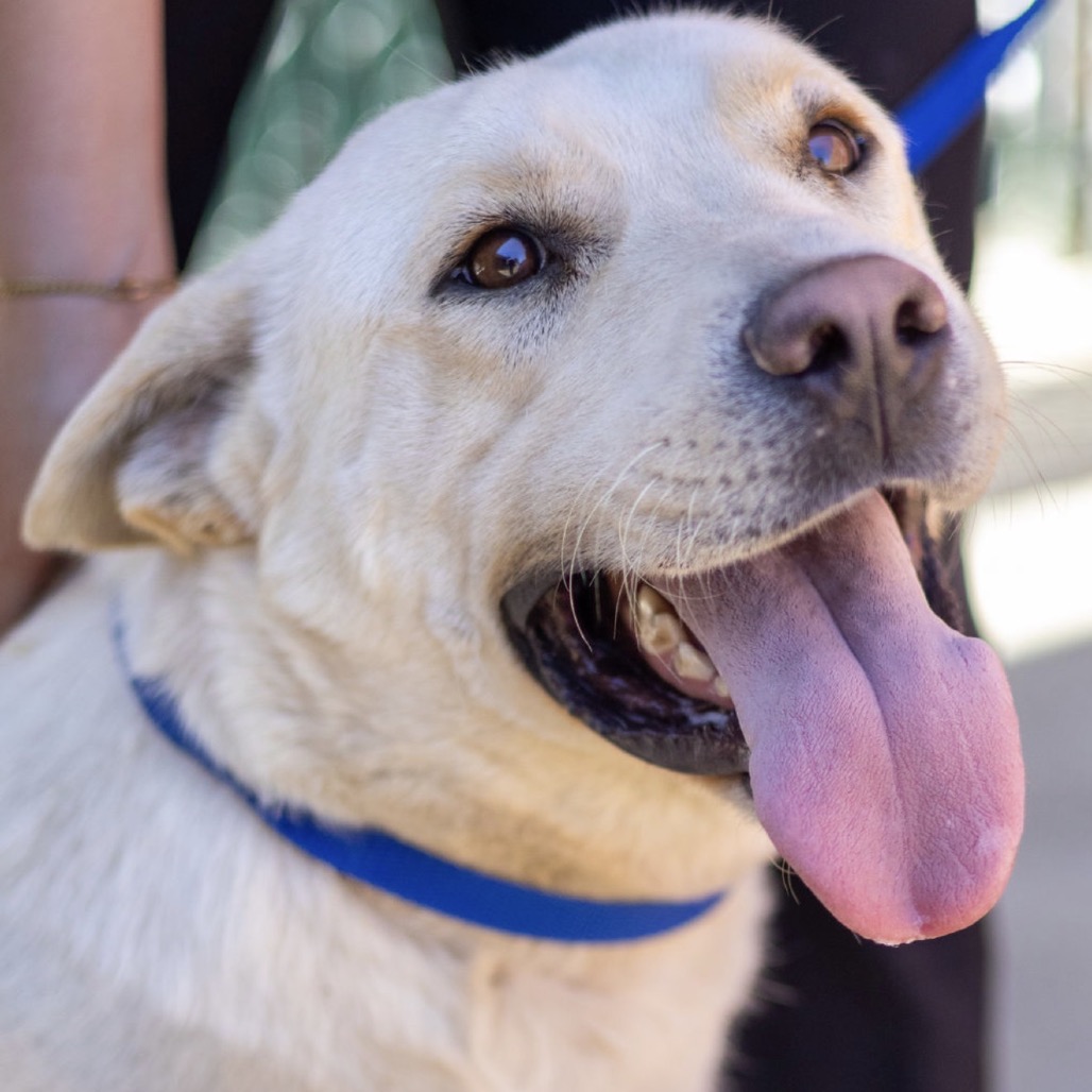 Kennel#25(Bear)'s preview photo