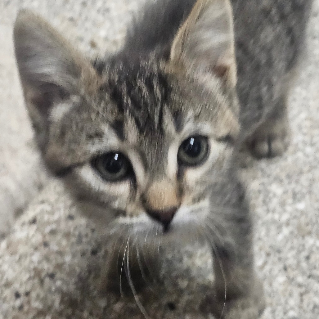 Downy — thumbnail 3