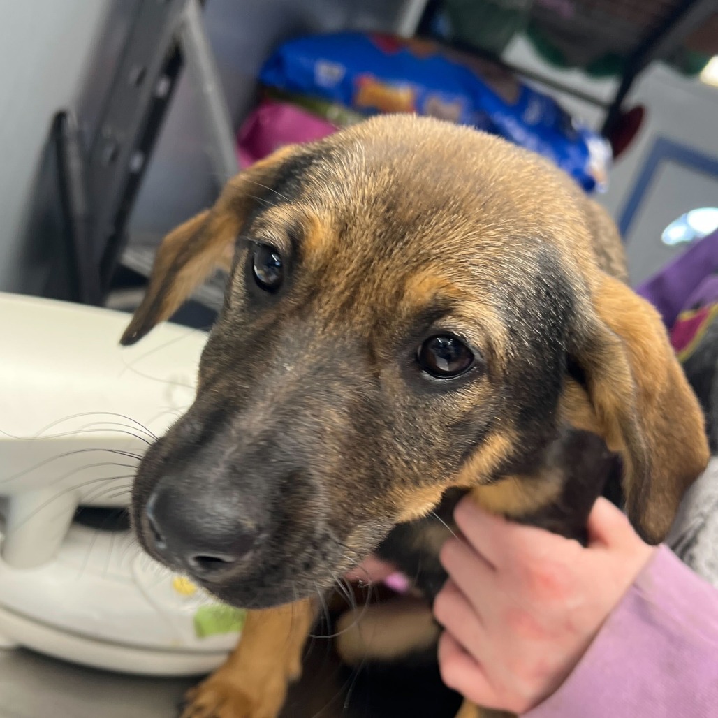 KILEY - Shepherd / Mix available for adoption