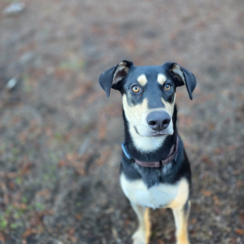 Ripple — thumbnail 2