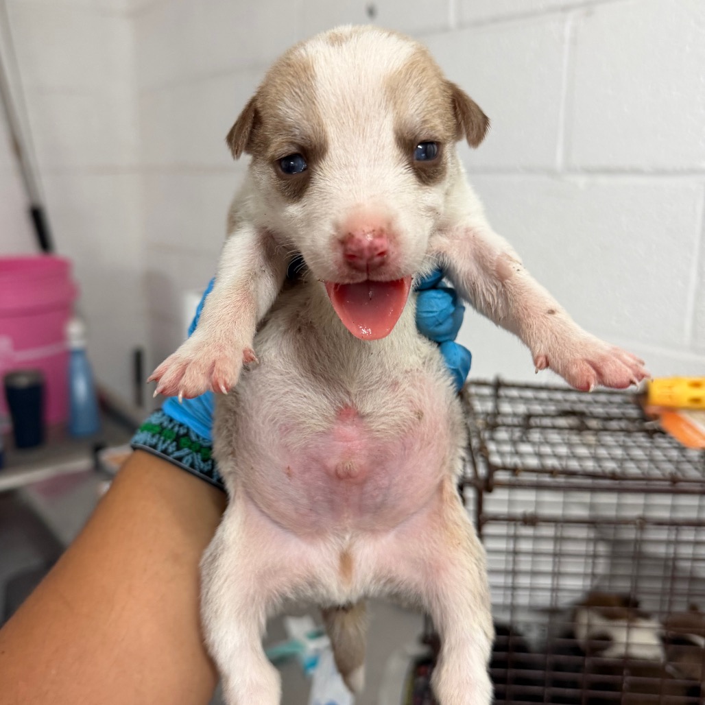 OREGANO - Shepherd available for adoption