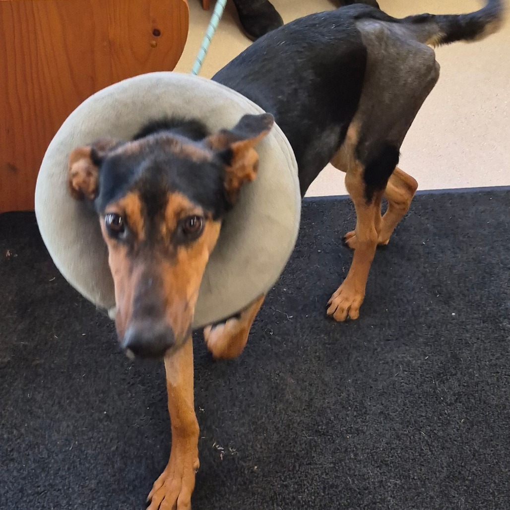 Delilah — thumbnail 3