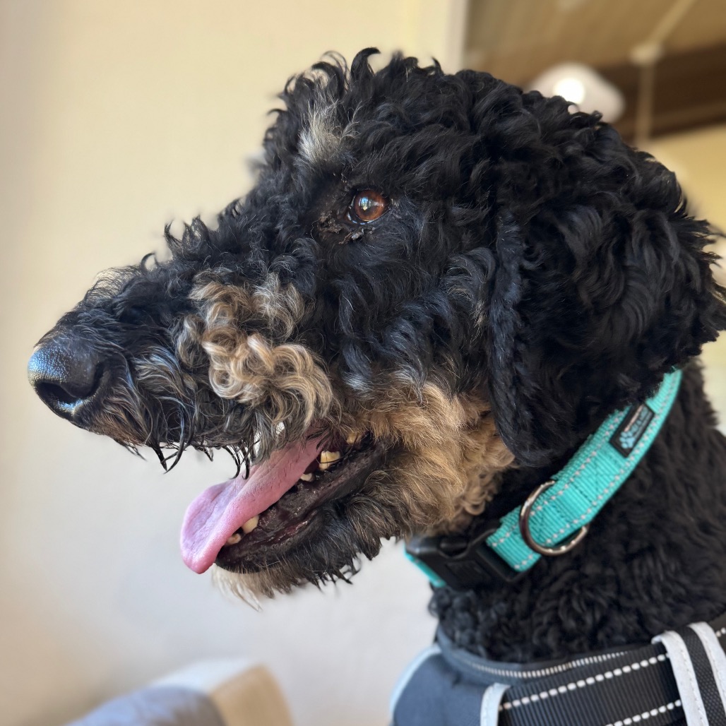 Cooper, photo 3