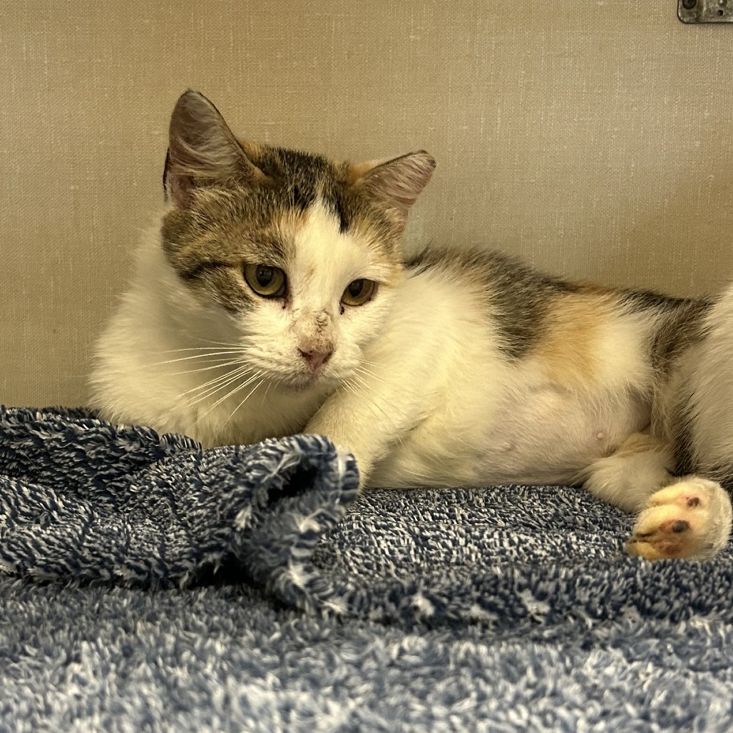 NELA - Domestic Shorthair available for adoption