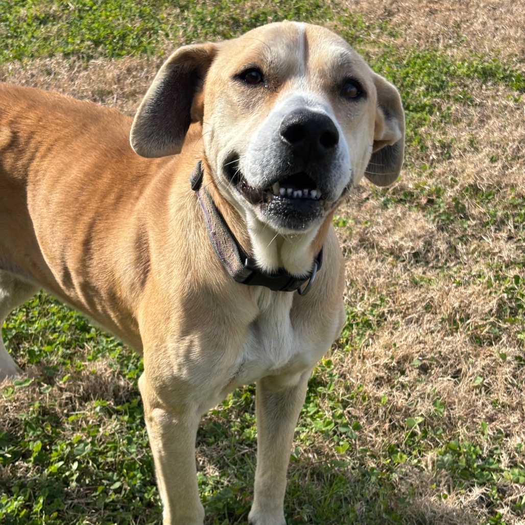 BEIGE - Mixed Breed (Medium) / Mixed Breed (Medium) available for adoption