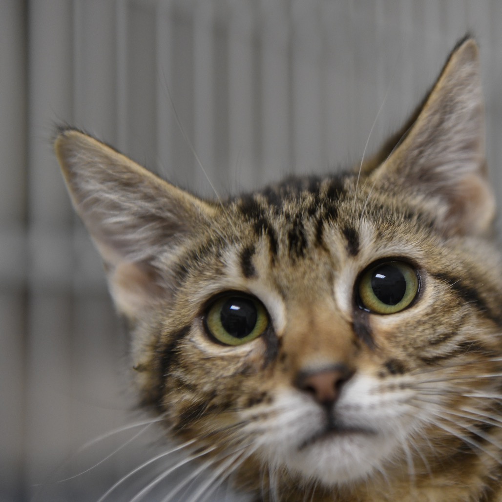Jinx - Domestic Shorthair