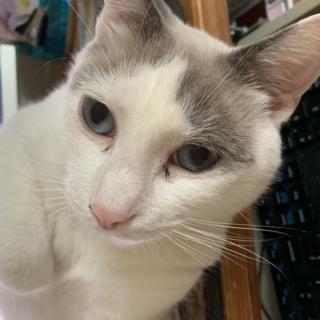 AZURE - Siamese / Domestic Shorthair available for adoption