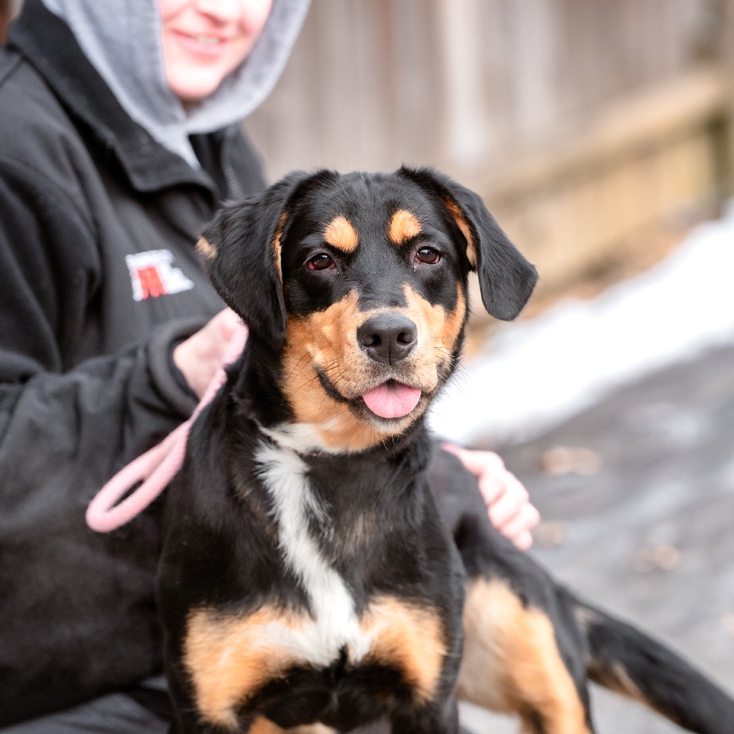 Marcella - Phoenix Animal Rescue