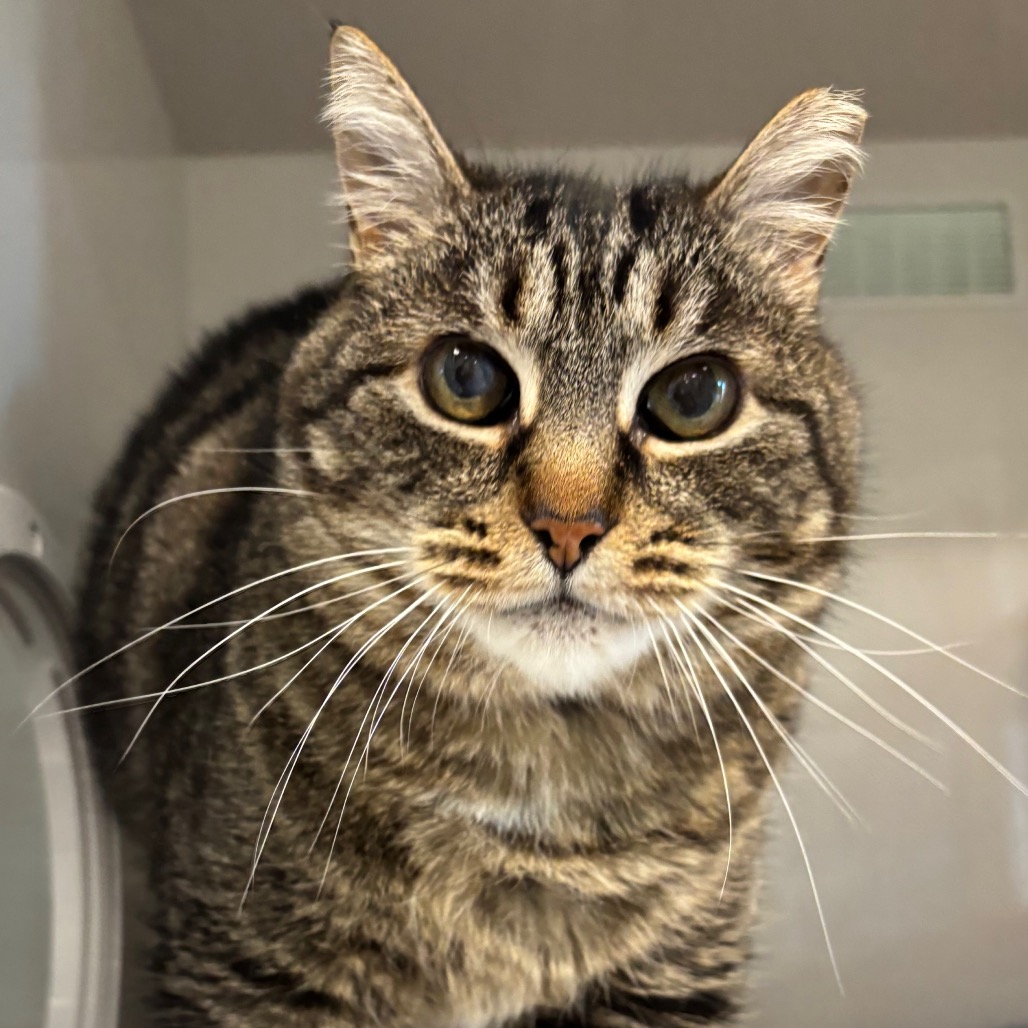 Lola - Domestic Shorthair