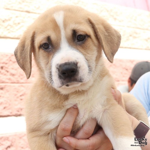 LOQUAT - Retriever / Shepherd available for adoption