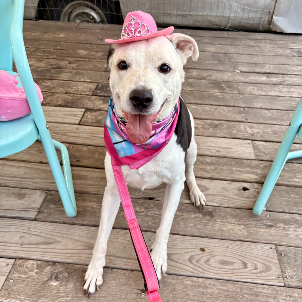 Antoinette — thumbnail 9