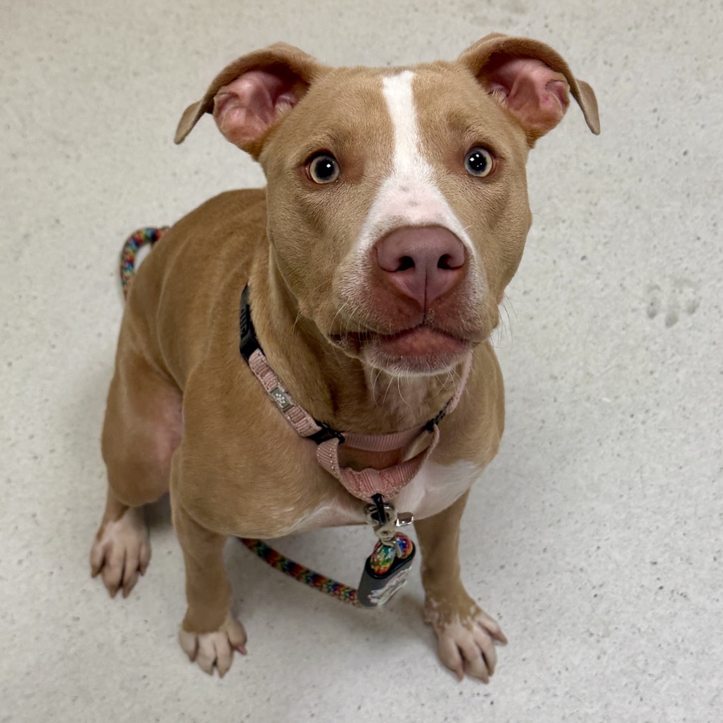 STORM CLOUD - Terrier / American Pit Bull available for adoption