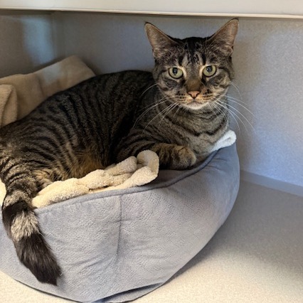 IZZY - Domestic Shorthair available for adoption