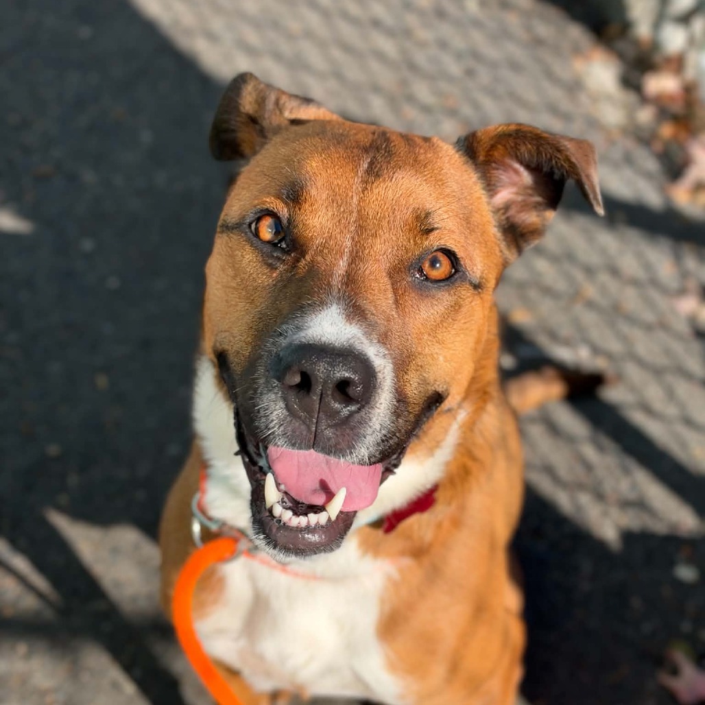 Pit Bull