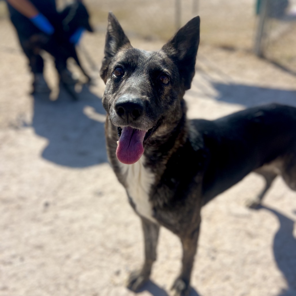 KIMMY - Shepherd / Mix available for adoption