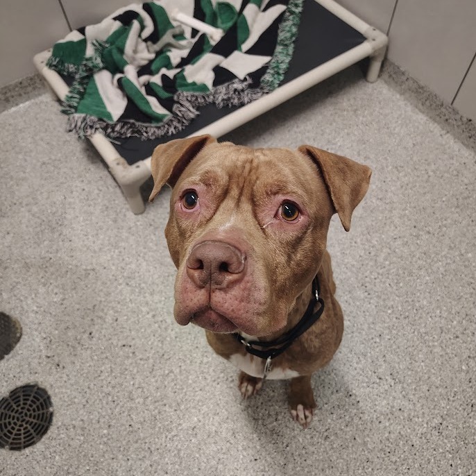 Sheila — thumbnail 4