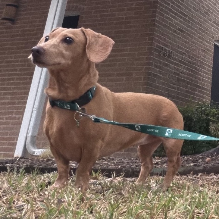 PETRA - Dachshund available for adoption