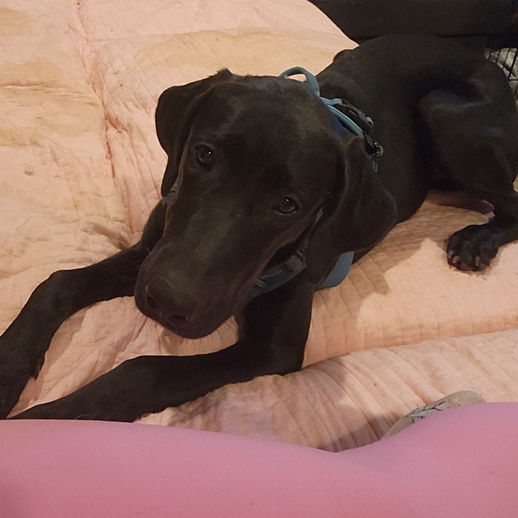 Darcy, photo 15