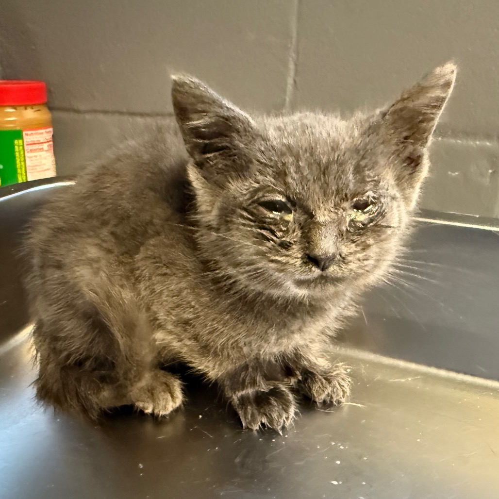 Tusc Stray 84919