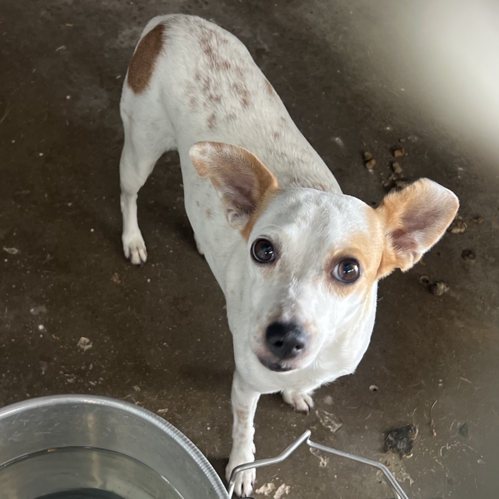 JACKFRUIT - Shepherd / Cattle Dog, Australian (Red Heeler) available for adoption