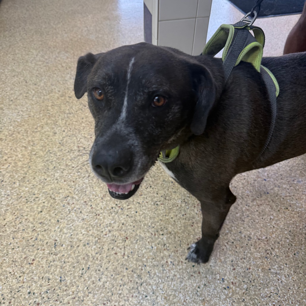 SAM - Mixed Breed (Large) / Mix available for adoption